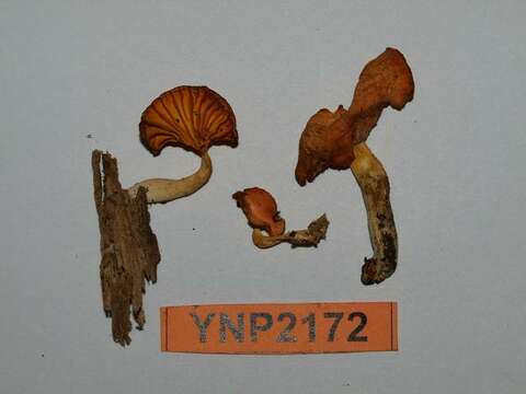 Image of Chrysomphalina aurantiaca (Peck) Redhead 1987