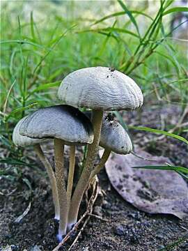 Image of Panaeolus cyanescens Sacc. 1887