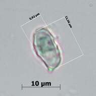 Image of Entoloma chytrophilum Wölfel, Noordel. & Dähncke 2001