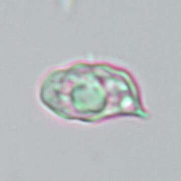 Image of Entoloma chytrophilum Wölfel, Noordel. & Dähncke 2001