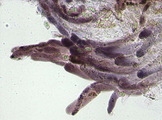 Image of Entoloma chytrophilum Wölfel, Noordel. & Dähncke 2001