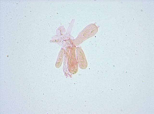 Image of Entoloma chytrophilum Wölfel, Noordel. & Dähncke 2001