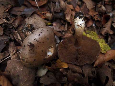 Image of Cortinarius infractus (Pers.) Fr. 1838