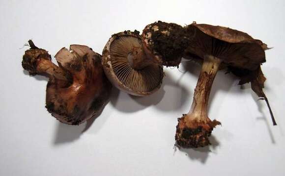 Слика од Cortinarius rufo-olivaceus (Pers.) Fr. 1838