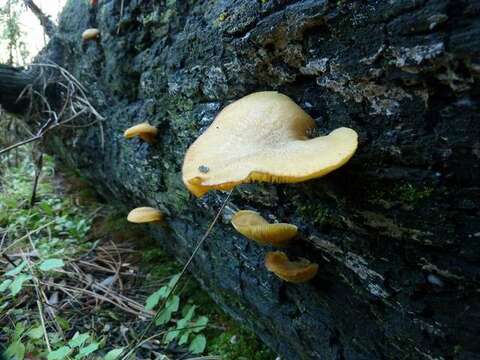 Tricholomopsis resmi