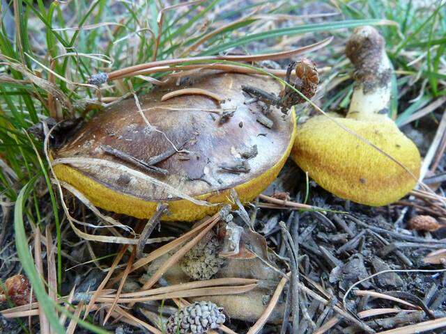 Image of Suillus brevipes (Peck) Kuntze 1898