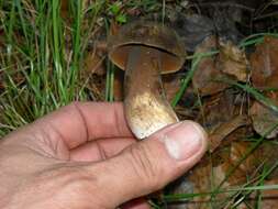 Image of Porphyrellus