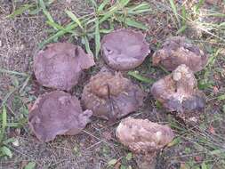 Слика од Calvatia