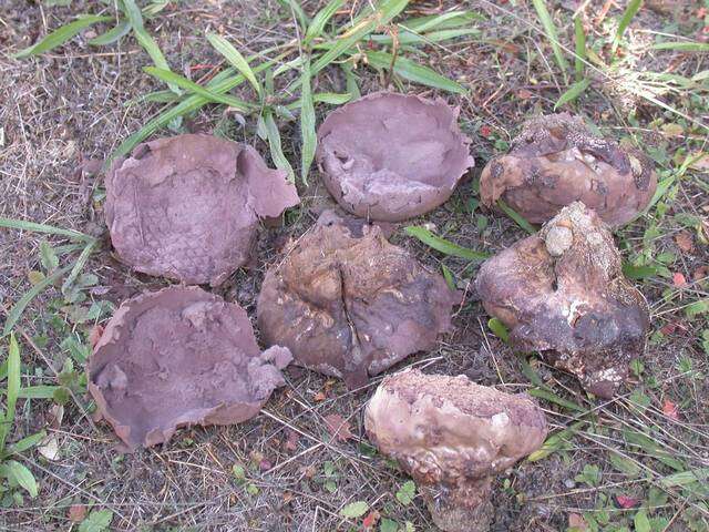 Слика од Calvatia