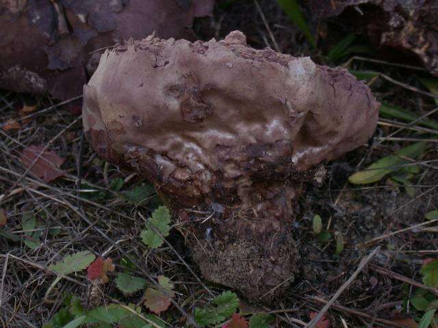 Image de Calvatia