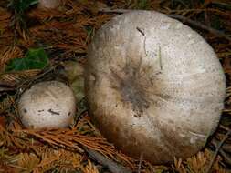 Image of Agaricus