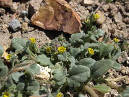 Image of Mono phacelia