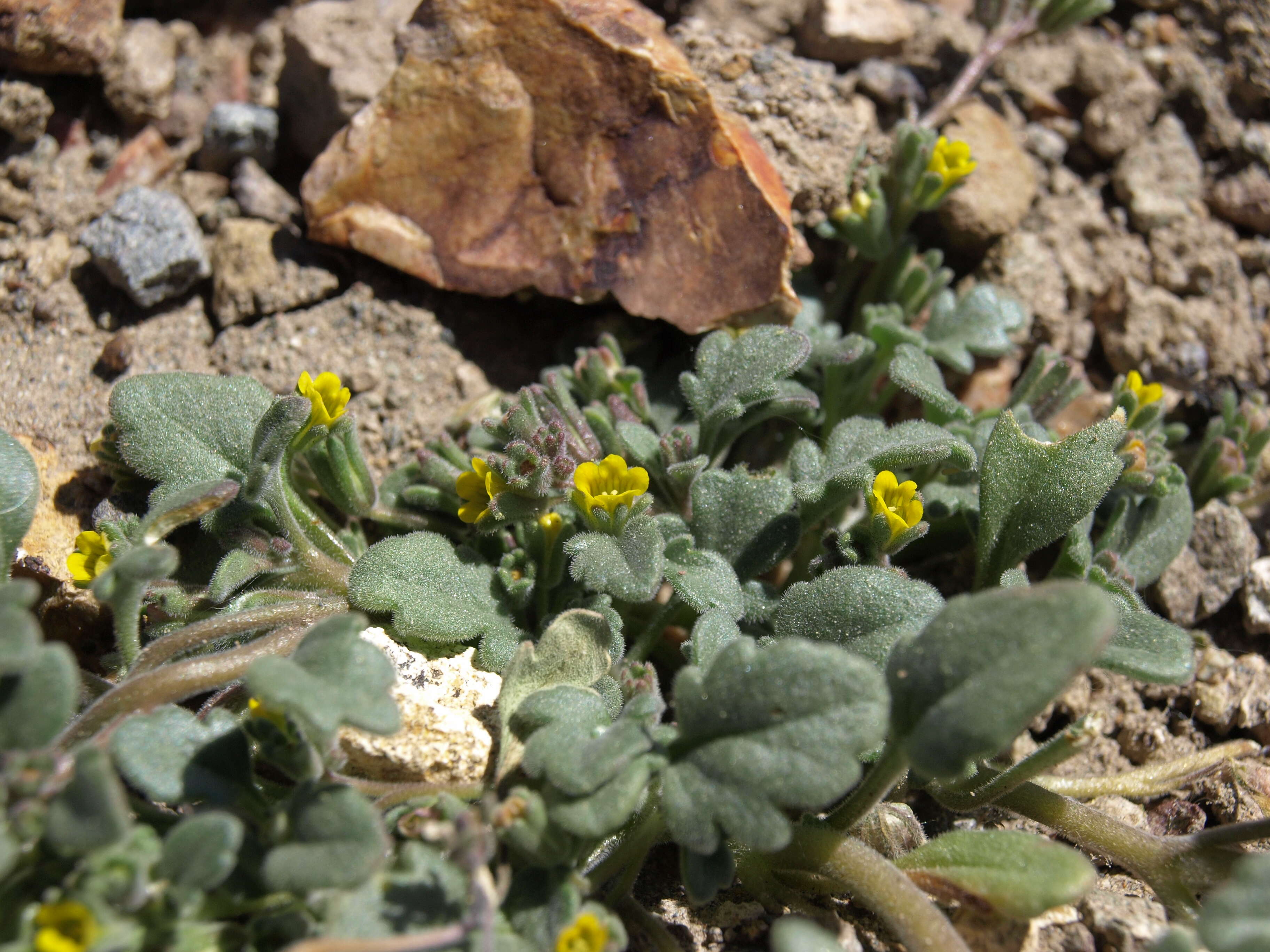 Image of Mono phacelia