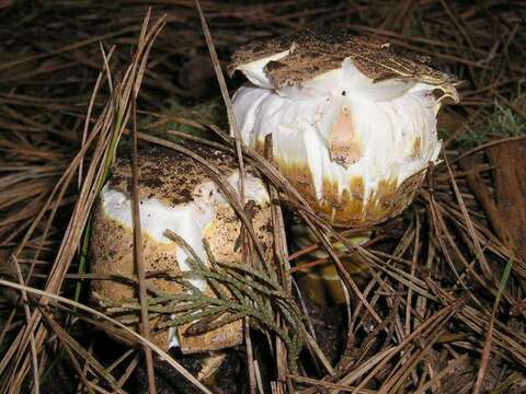 Image of Agaricus augustus Fr. 1838