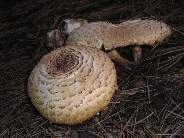 Image of Agaricus augustus Fr. 1838