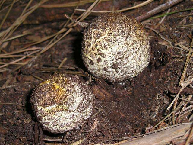 Image of Agaricus augustus Fr. 1838