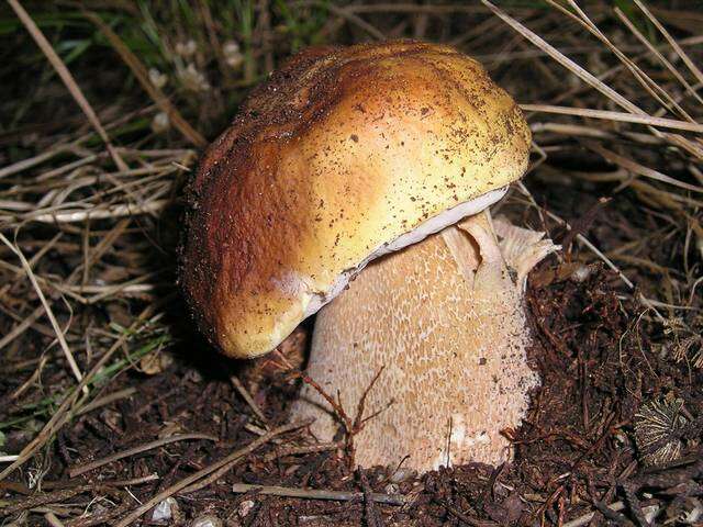 Image of Boletus