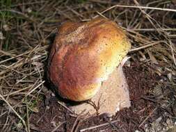 Image of Boletus