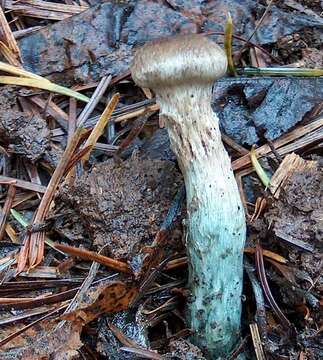 Image of Inocybe