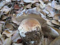 Boletus regineus D. Arora & Simonini 2008 resmi