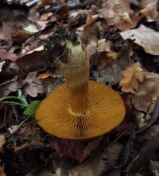 Слика од Cortinarius cotoneus Fr. 1838