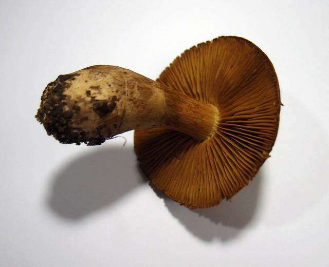 Слика од Cortinarius cotoneus Fr. 1838