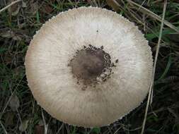 Image of Macrolepiota