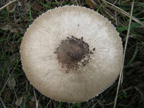 Imagem de Macrolepiota