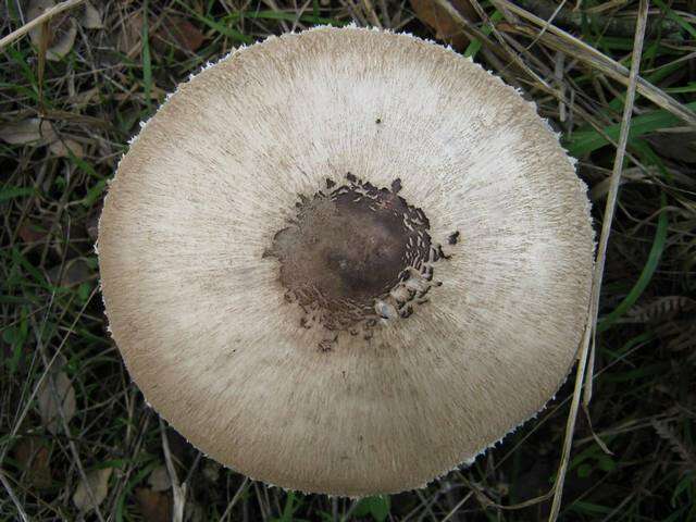 Image of Macrolepiota