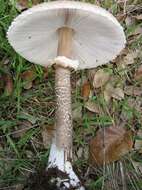 Image of Macrolepiota