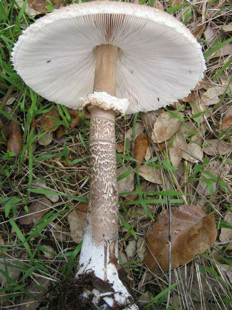 Слика од Macrolepiota