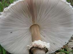 Image of Macrolepiota