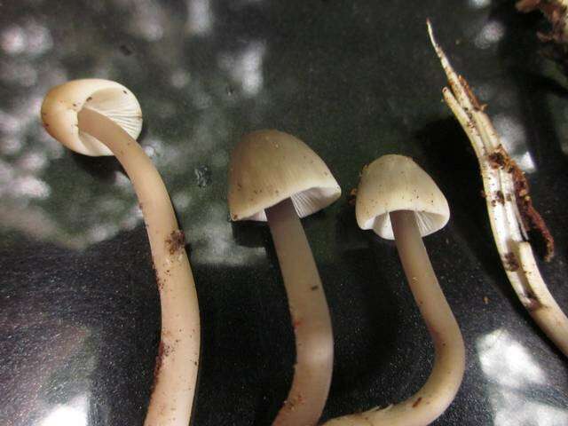 Image of Bonnet Mushroom