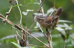 Image of Marsh Wren