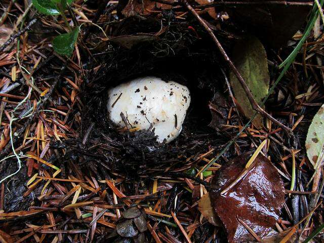 Image of White Matsutake