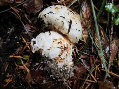 Image of White Matsutake