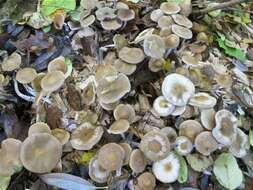 Image of Psilocybe