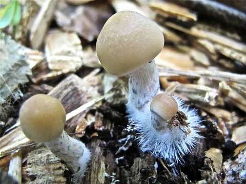 Image of Psilocybe