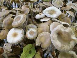 Image of Psilocybe