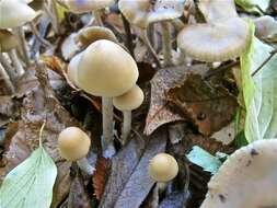 Image of Psilocybe