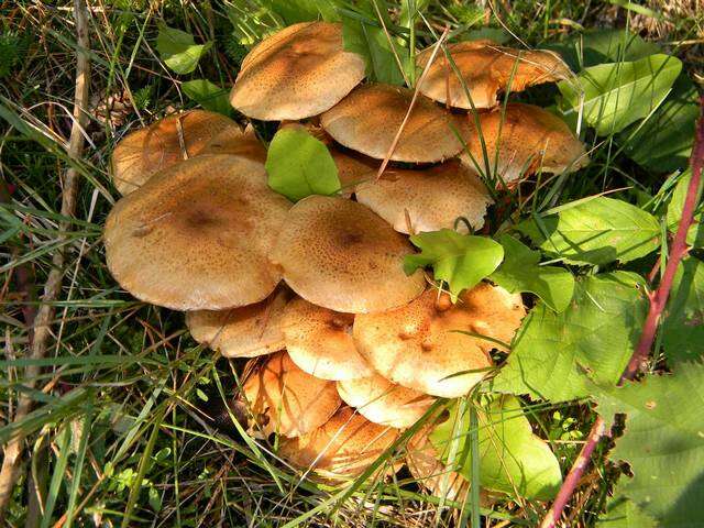 Image of Pholiota