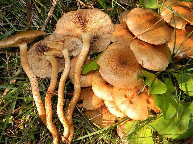 Image of Pholiota