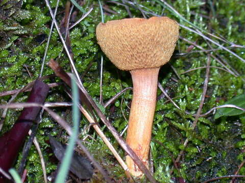 Image of Chalciporus