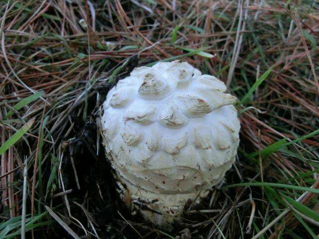 Image of Amanita magniverrucata Thiers & Ammirati 1982