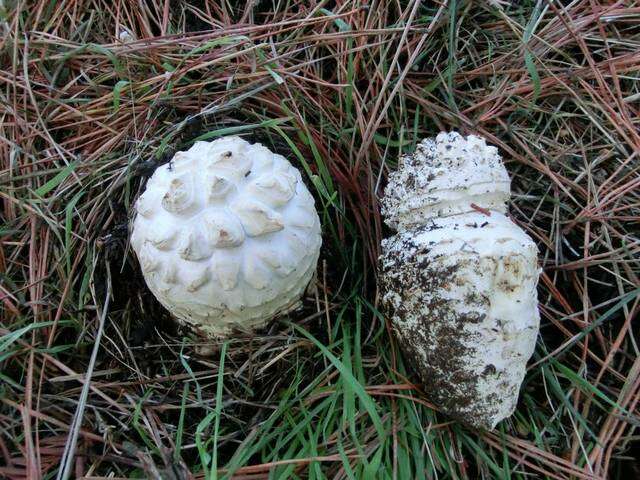 Image of Amanita magniverrucata Thiers & Ammirati 1982