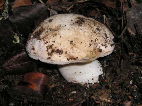 Image of Boletus barrowsii Thiers & A. H. Sm. 1976