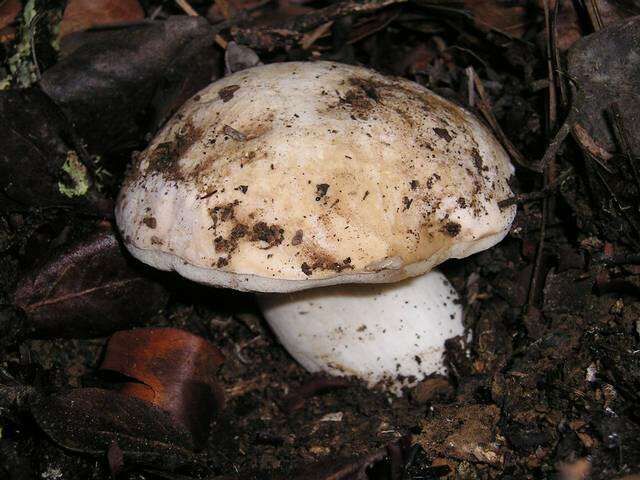 Sivun Boletus barrowsii Thiers & A. H. Sm. 1976 kuva