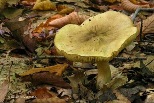 Image de Tricholoma palustre A. H. Sm. 1942