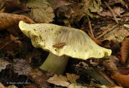 Image of Tricholoma palustre A. H. Sm. 1942