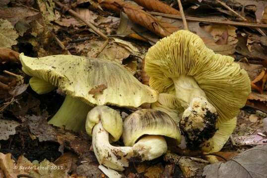 Image de Tricholoma palustre A. H. Sm. 1942